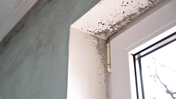 Best Mold Remediation for Specific Building Types in Collinsville, AL