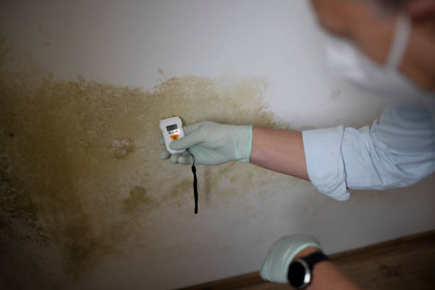 Best Emergency Mold Remediation in Collinsville, AL