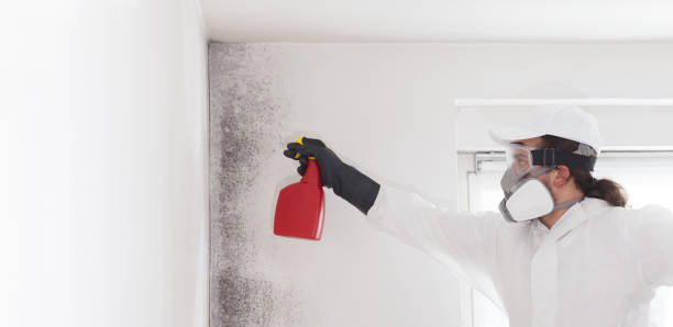 Best Attic Mold Remediation in Collinsville, AL