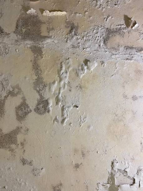 Best Insurance-Related Mold Remediation in Collinsville, AL