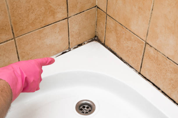 Best Post-Flood Mold Remediation in Collinsville, AL